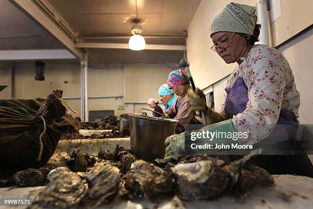 Workers shell oysters at the P&J Oyster Company on May 19, 2010 in New Orleans, Louisiana. The company, which sells some 60,000 oysters per day to...