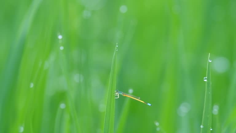 dragonfly on rice field