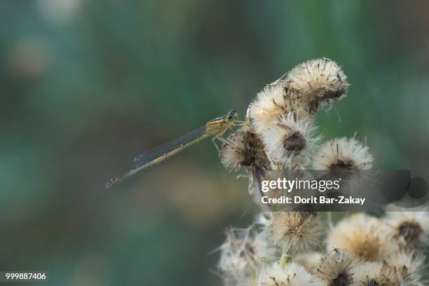 blue-tailed damselfly (ischnura elegans) - female mature type c /  f. rufescens - elegans - fotografias e filmes do acervo