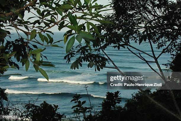 trees with sea - ecological reserve stock pictures, royalty-free photos & images