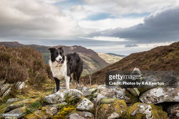 border collie in a rugged mountain landscape, north wales - welsh hills stock pictures, royalty-free photos & images