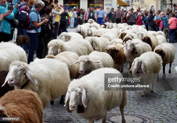 Around 500 mountain sheep leave their summer meadows in Mittenwald, Germany, 9 September 2017. In roughly 30 towns, the animals are driven back from...