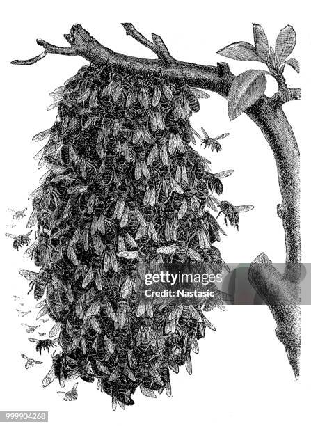 beehive - bee drawing stock illustrations