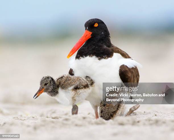 oystercatcher mother stands up with two chicks at nickerson beach - vicki stock pictures, royalty-free photos & images