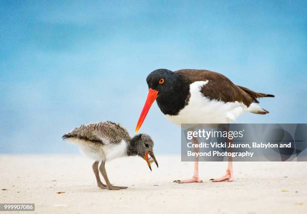 oystercatcher father feeding his young at nickerson beach - long beach new york foto e immagini stock