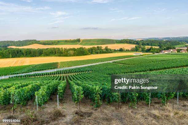 row vine green grape in champagne vineyards at montagne de reims on countryside village background - montagne fotografías e imágenes de stock