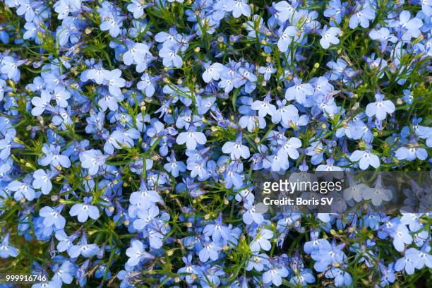 blue lobelia flower - lobelia stock pictures, royalty-free photos & images