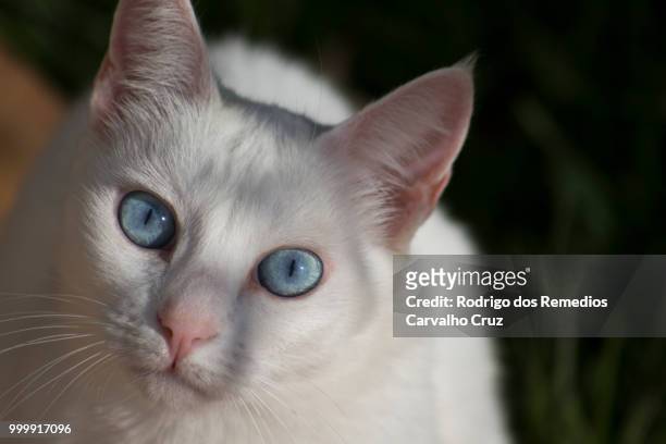 my white cat - remedios stock pictures, royalty-free photos & images