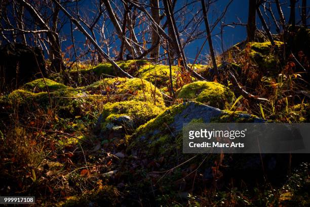 moss - marc stock pictures, royalty-free photos & images