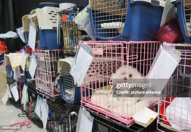 Pets are kept in cages in a gym in Palm Beach County, US, 9 September 2017. Tens of thousands of people have to flee from hurricane 'Irma'. Photo:...