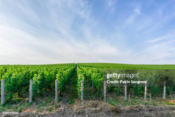 row vine green grape in champagne vineyards at montagne de reims on countryside village background - montagne 個照片及圖片檔