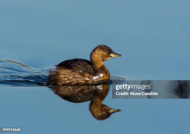 little grebe reflection - grebe stock pictures, royalty-free photos & images