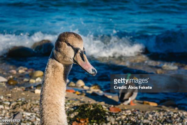 goose and duck - magellangans stock-fotos und bilder