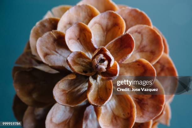 pine cone - vazquez stock pictures, royalty-free photos & images