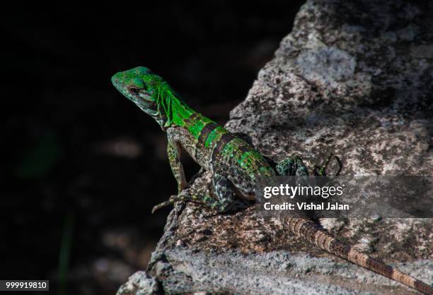 iguana at tulum, mexico - crotaphytidae stock pictures, royalty-free photos & images