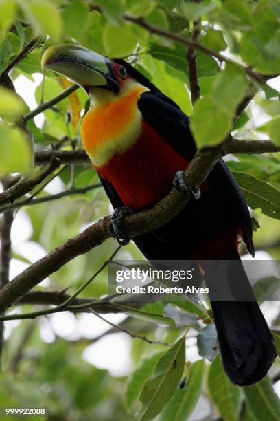 green-billed toucan - alges stock pictures, royalty-free photos & images