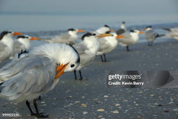 royal tern preening - royal tern stockfoto's en -beelden