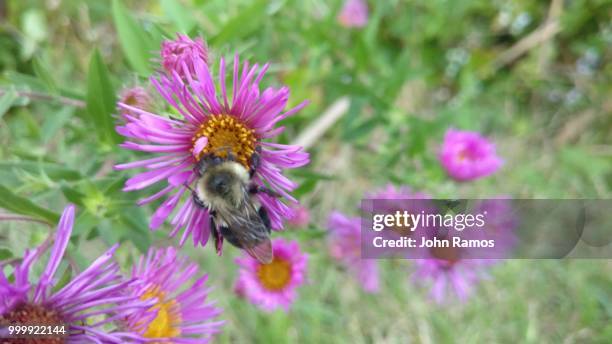 bumble bee - remos stock pictures, royalty-free photos & images