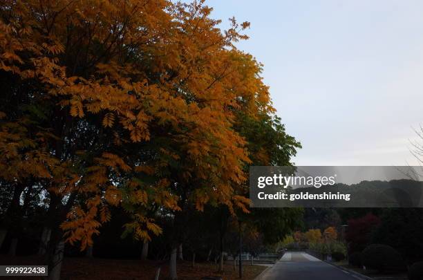 autumm comes to trees(8) - autumm stock pictures, royalty-free photos & images