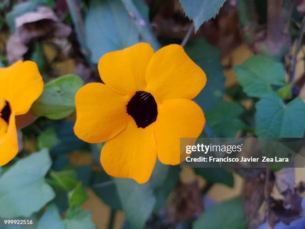 flor ojo de poeta - ojo stockfoto's en -beelden