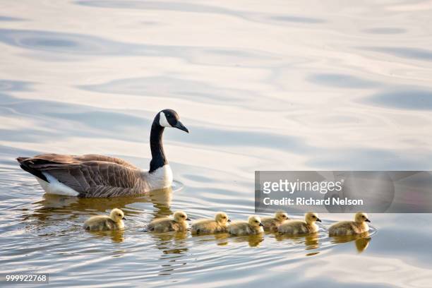 mother goose and her goslings - magellangans stock-fotos und bilder