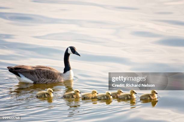 mother goose and her goslings - マゼランガン ストックフォトと画像