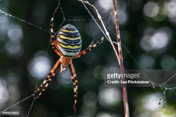 wasp spider in the morning light - getingspindel bildbanksfoton och bilder