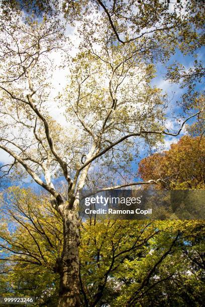 tree - ramona stock pictures, royalty-free photos & images