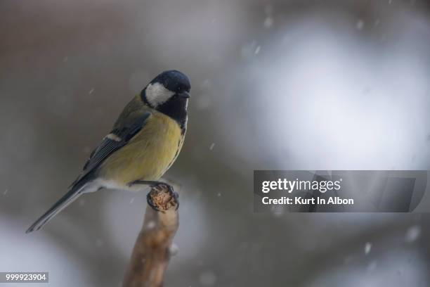 big tit - big tit images stock pictures, royalty-free photos & images