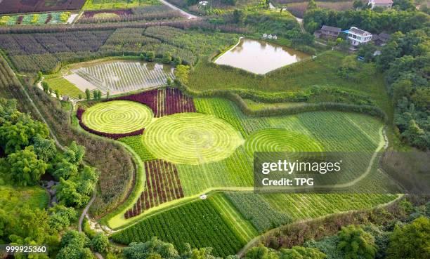 The beautiful "flower whirlwind" wetland park attracts many tourists on 15 July 2018 in Guangan, Sichuan, China.