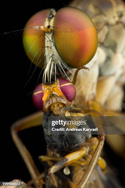 robberfly with big prey - facettenauge stock-fotos und bilder