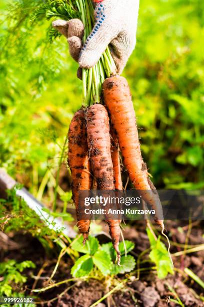 woman picking fresh organic raw carrots in the garden, selective focus. outdoors. harvesting time. farm or country life. - anna stock-fotos und bilder