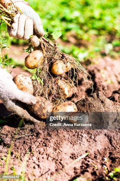 woman picking fresh organic raw potatoes in the garden, selective focus. outdoors. harvesting time. farm or country life. - anna imagens e fotografias de stock
