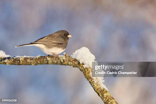 dark eyed junco - dark eyed junco stock pictures, royalty-free photos & images