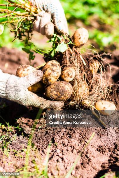 woman picking fresh organic raw potatoes in the garden, selective focus. outdoors. harvesting time. farm or country life. - anna stock-fotos und bilder