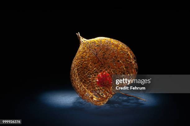 former chinese lantern ii - ii stock pictures, royalty-free photos & images