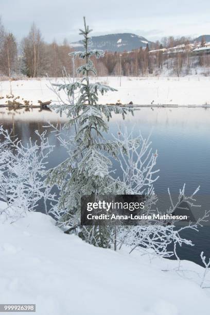 frosty tree in lillehammer, norway. - anna stock-fotos und bilder