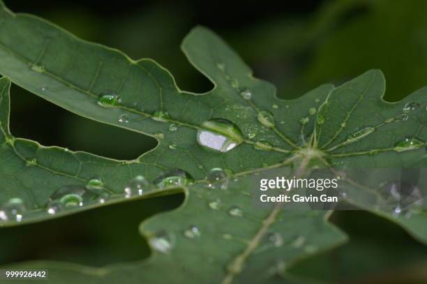 papaya leaft with rain - gavin stock pictures, royalty-free photos & images