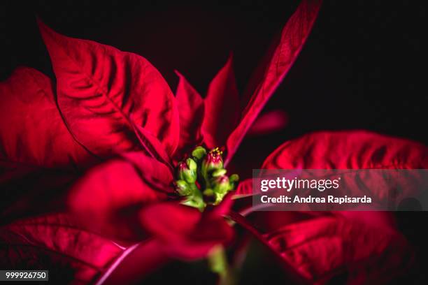 primi segni del natale - natale fotografías e imágenes de stock