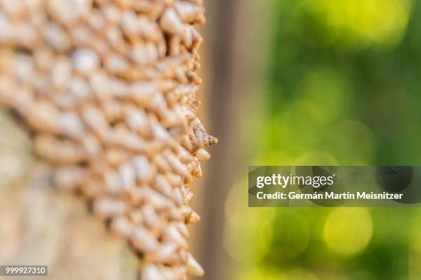 caracoles - hordeum stock pictures, royalty-free photos & images