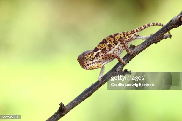 baby chameleon - ludwig stock pictures, royalty-free photos & images