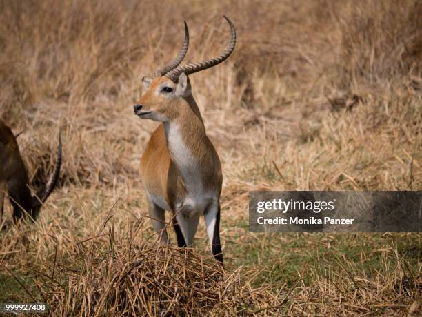 antelope - panzer foto e immagini stock