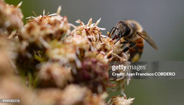 macro bee. do not stop me now! - me stock-fotos und bilder