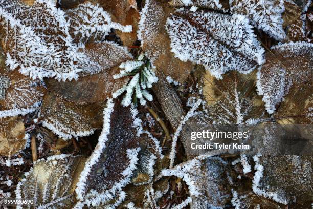 icy leaves and branches. - tyler frost stock pictures, royalty-free photos & images