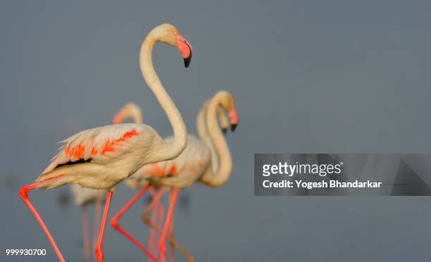 greater flamingo - greater than stock-fotos und bilder
