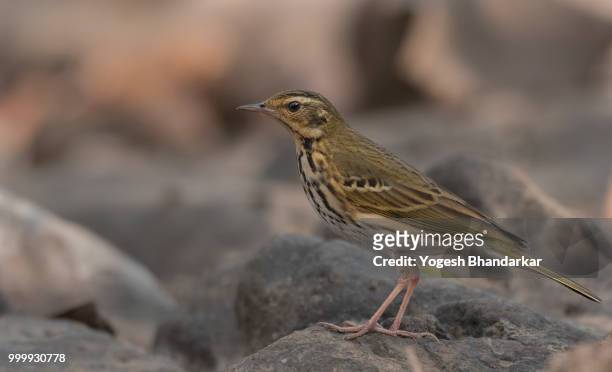 olive backed pipit - backed stock pictures, royalty-free photos & images