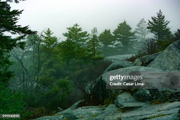 rocky path - monongahela national forest stock pictures, royalty-free photos & images