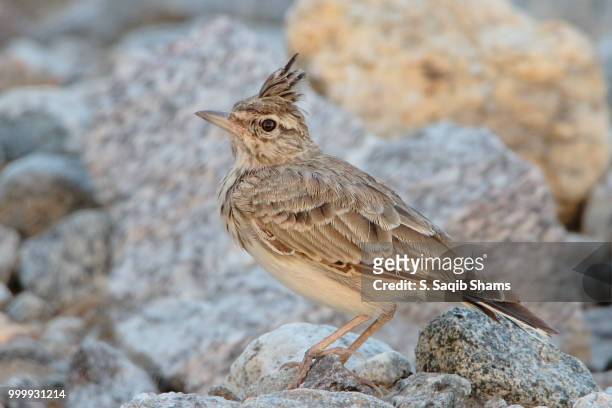 crested lark - crested lark stock pictures, royalty-free photos & images