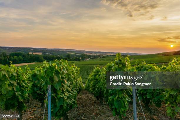 row vine green grape in champagne vineyards at montagne de reims on countryside village background - montagne stock-fotos und bilder