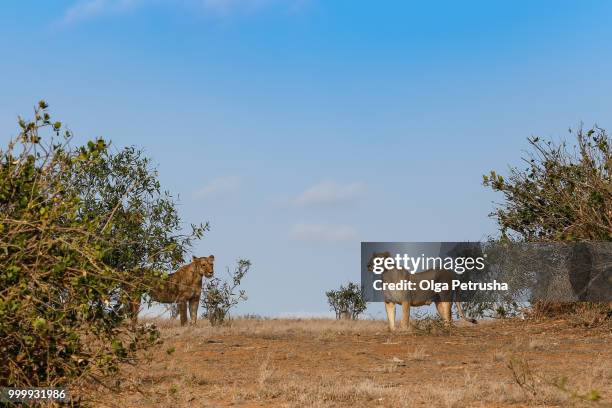 two lionesses in the savannah - olga stock pictures, royalty-free photos & images